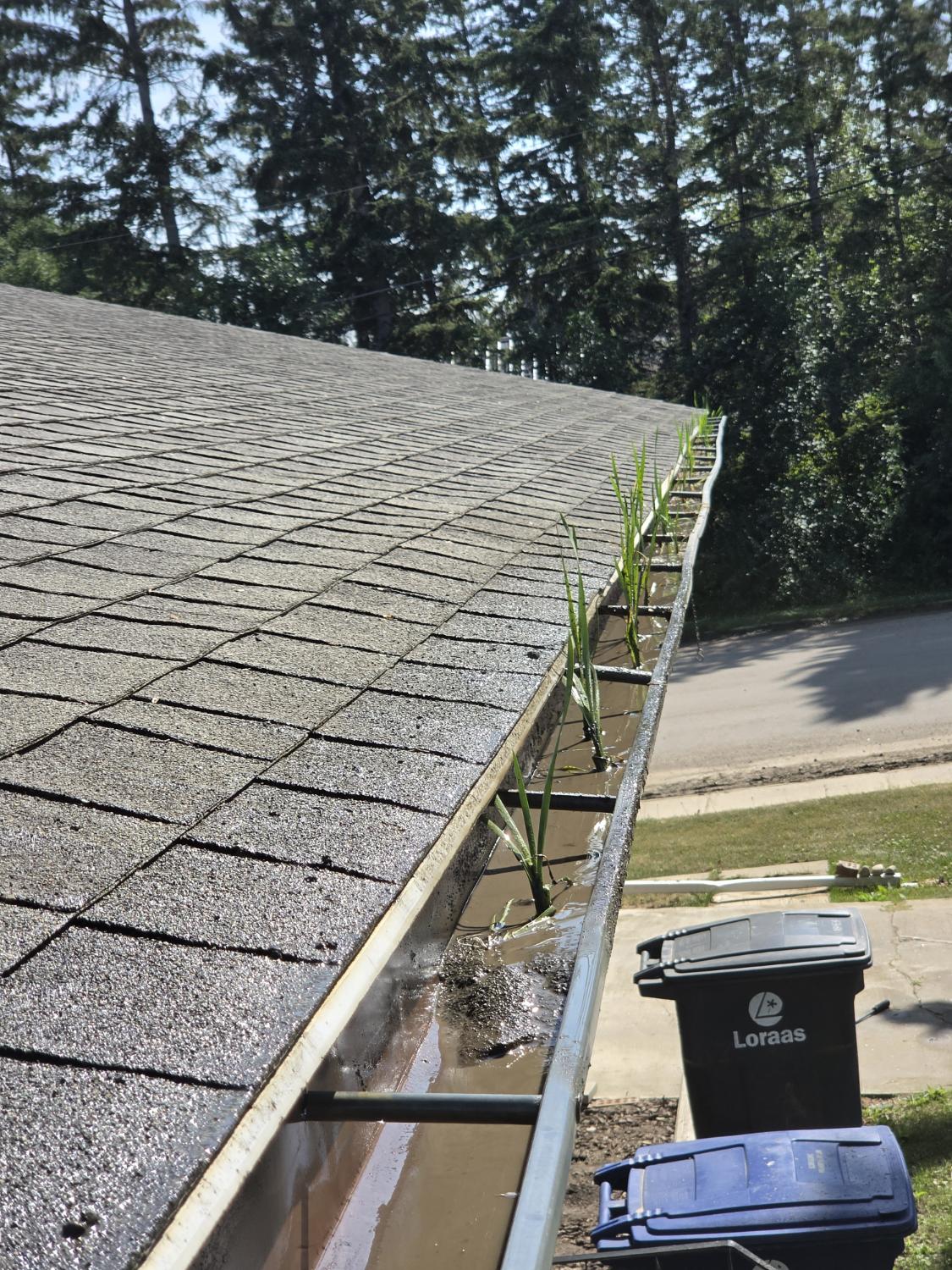 Gutter before cleaning, with weeds growing in standing water