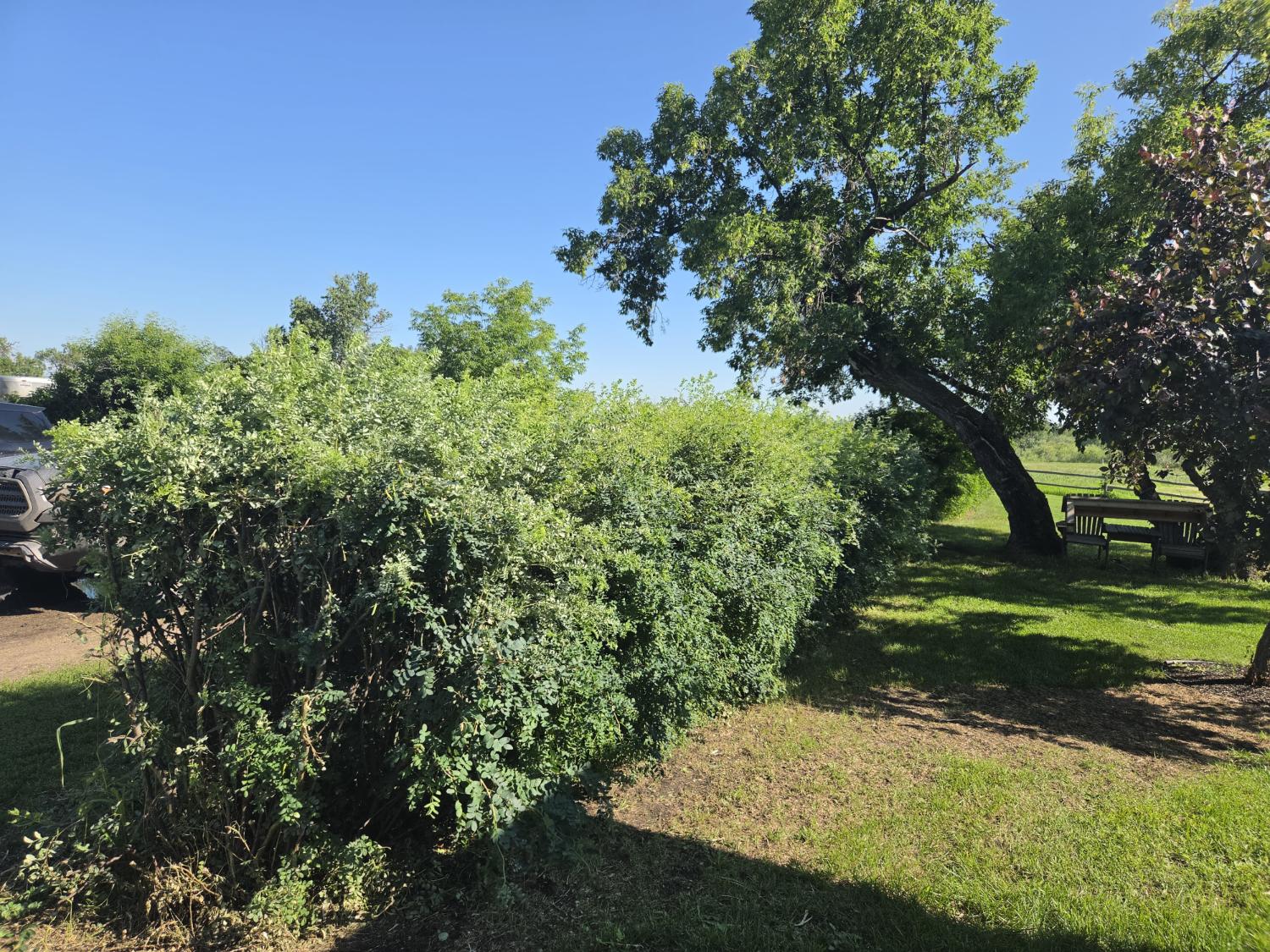 Overgrown hedge before trimming