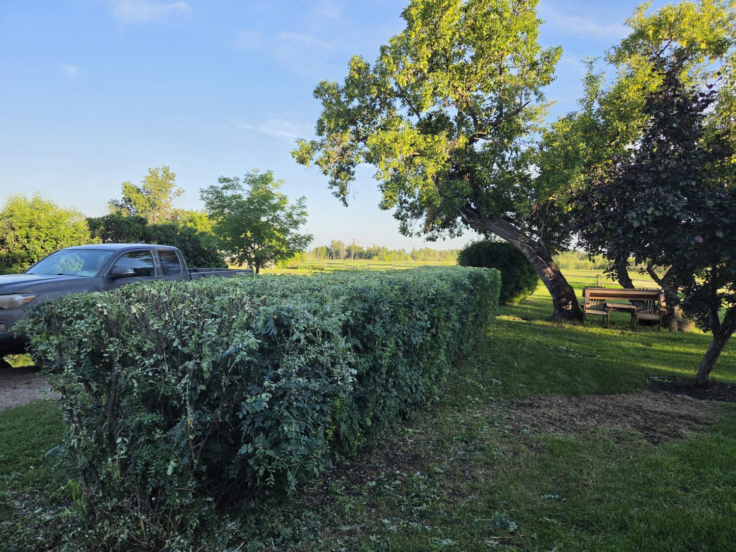 Trimmed hedge and yard after a Mower Than Yards job
